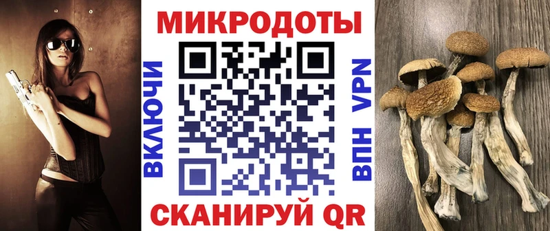 Псилоцибиновые грибы Cubensis  Змеиногорск 